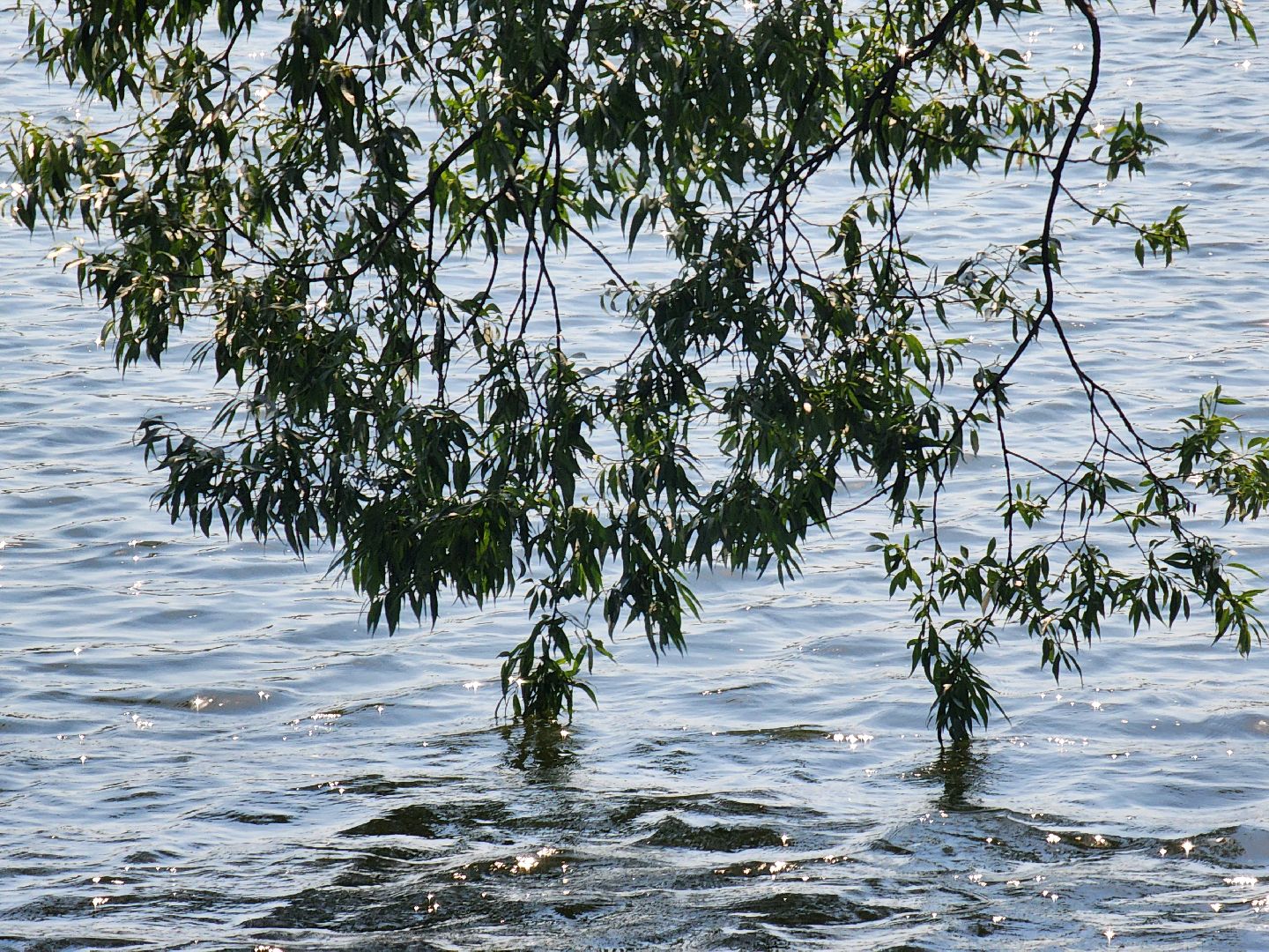 электроугли, богородский городской округ, жара, купальный сезон, отдых на воде, пруд,