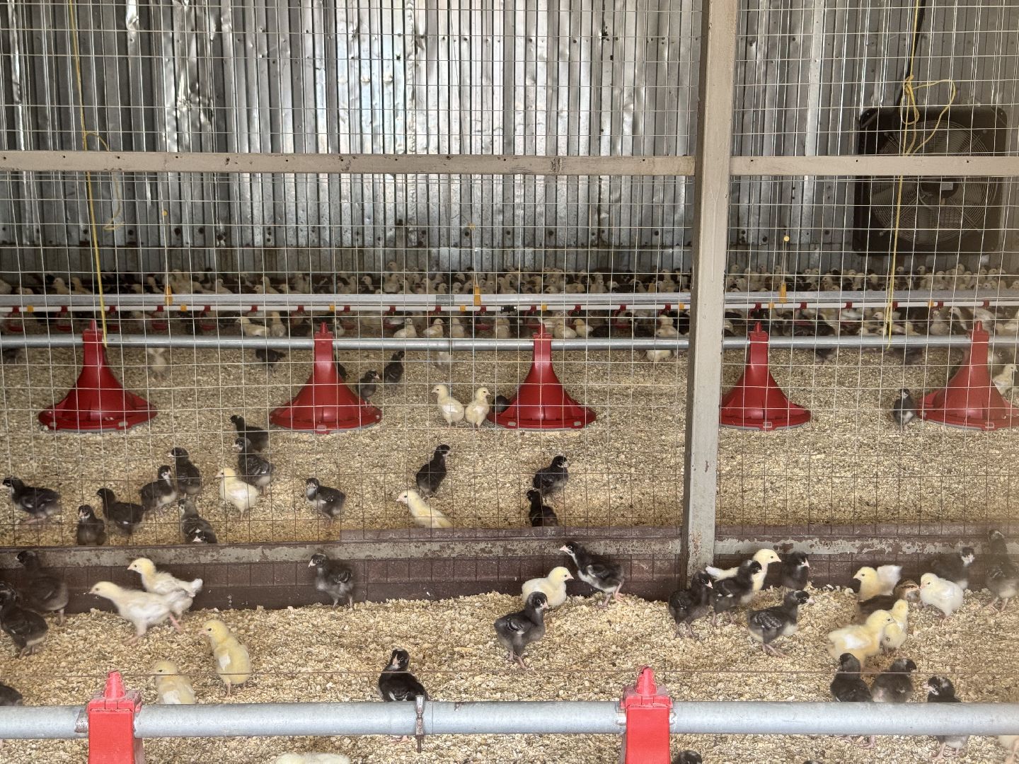 шаховская, птицефабрика, птицеводство, бизнес, предприятие,