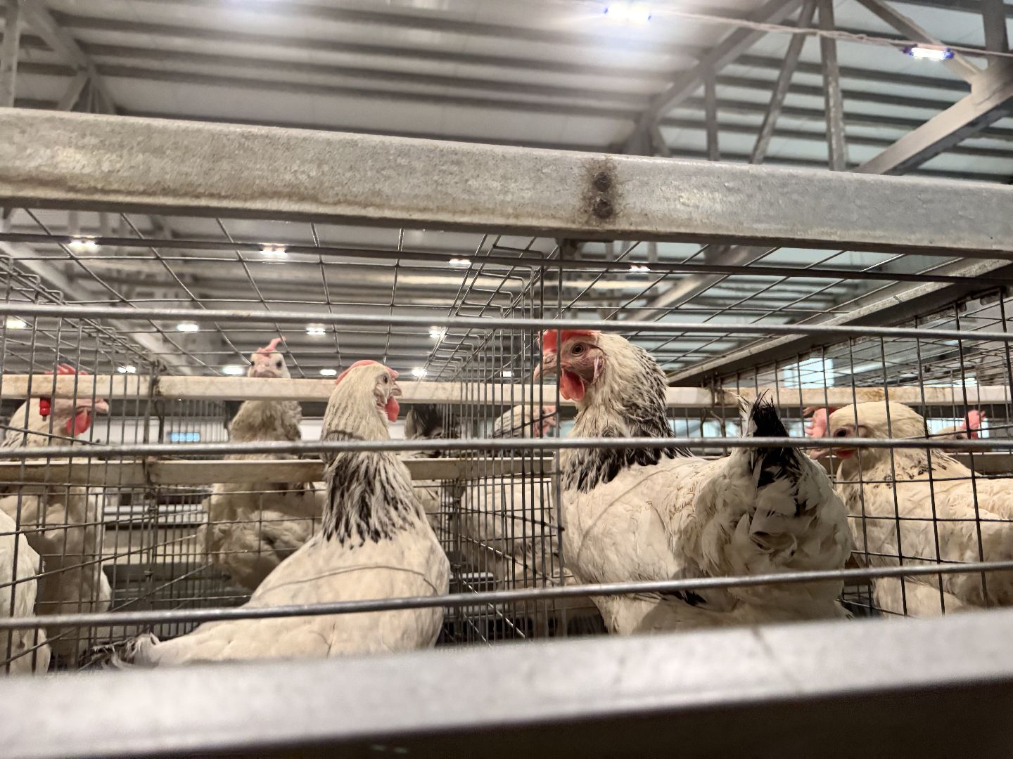 шаховская, птицефабрика, птицеводство, бизнес, предприятие,