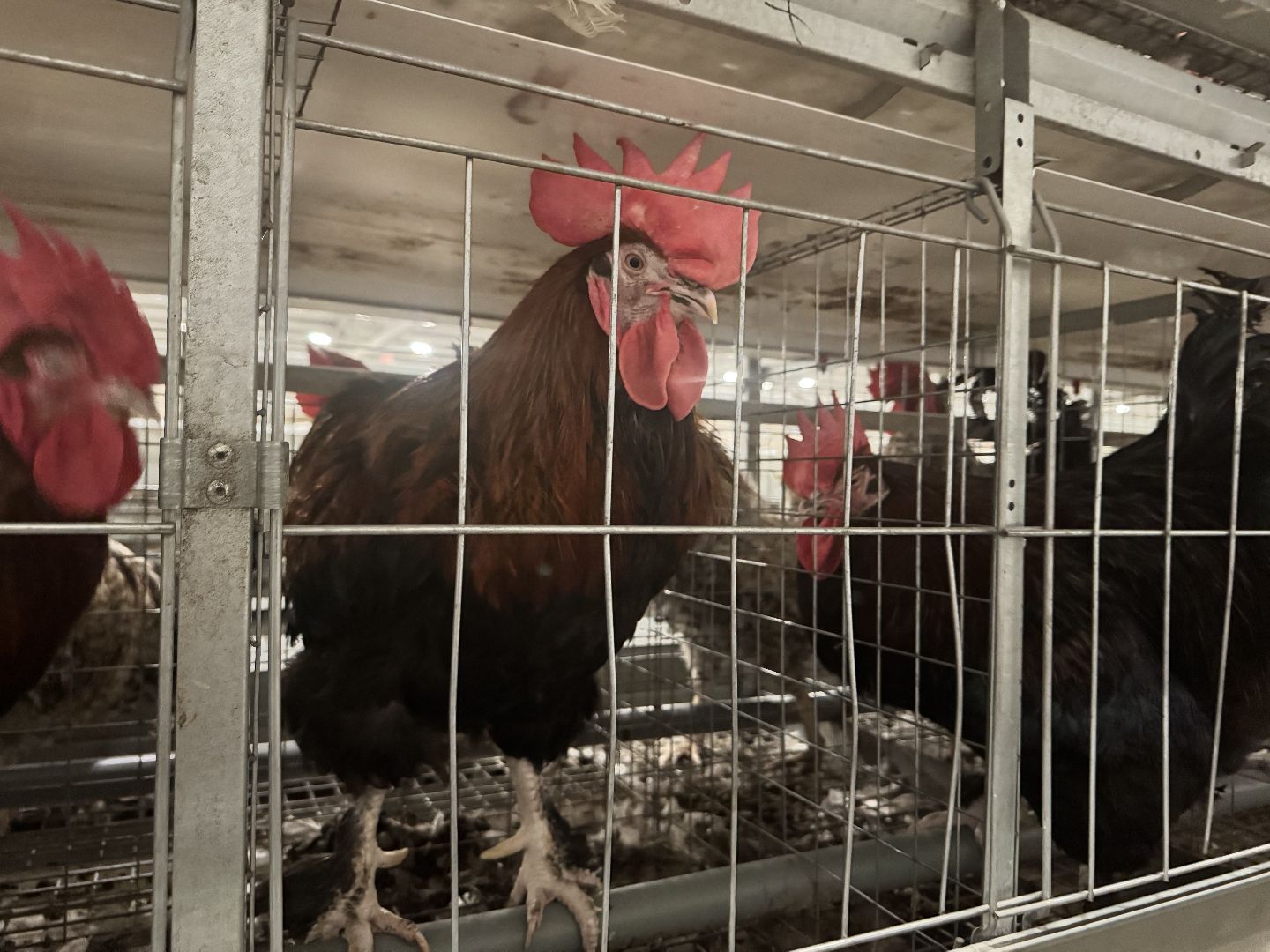 шаховская, птицефабрика, птицеводство, бизнес, предприятие,