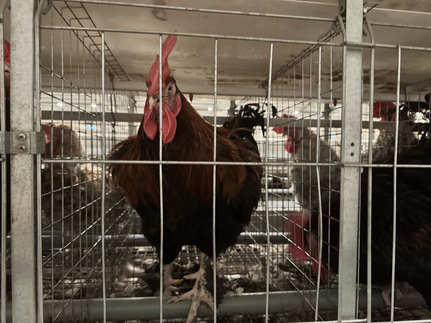 шаховская, птицефабрика, птицеводство, бизнес, предприятие,