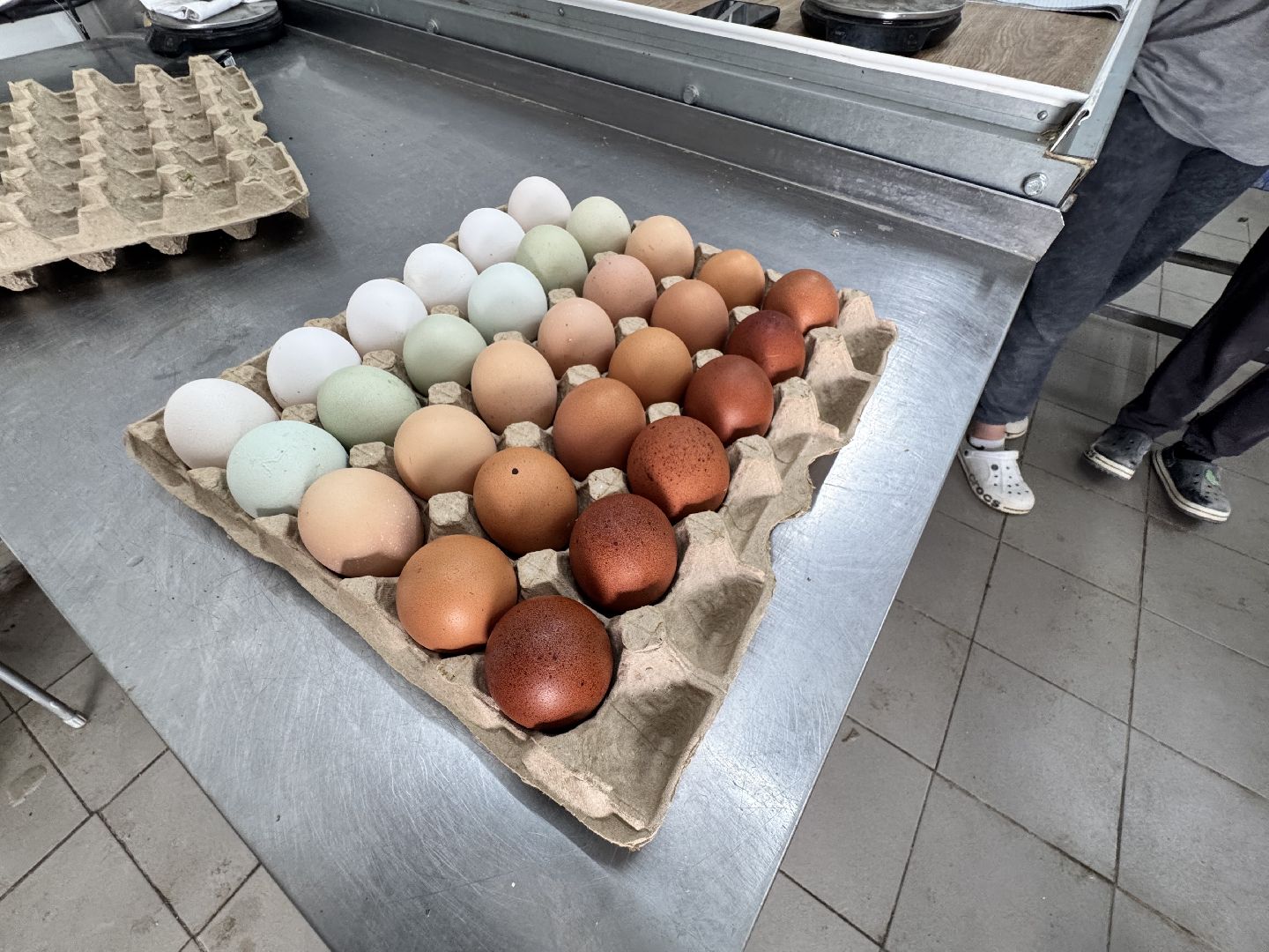 шаховская, птицефабрика, птицеводство, бизнес, предприятие,