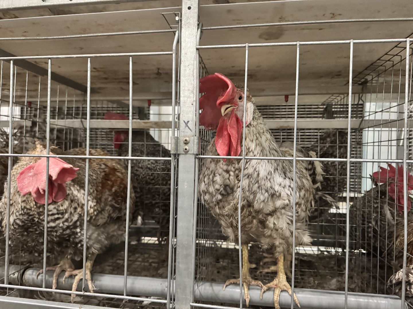 шаховская, птицефабрика, птицеводство, бизнес, предприятие,