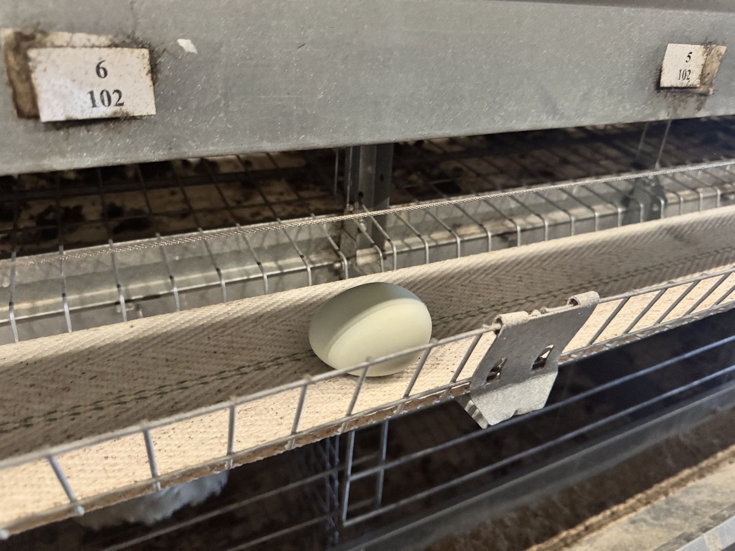 шаховская, птицефабрика, птицеводство, бизнес, предприятие,