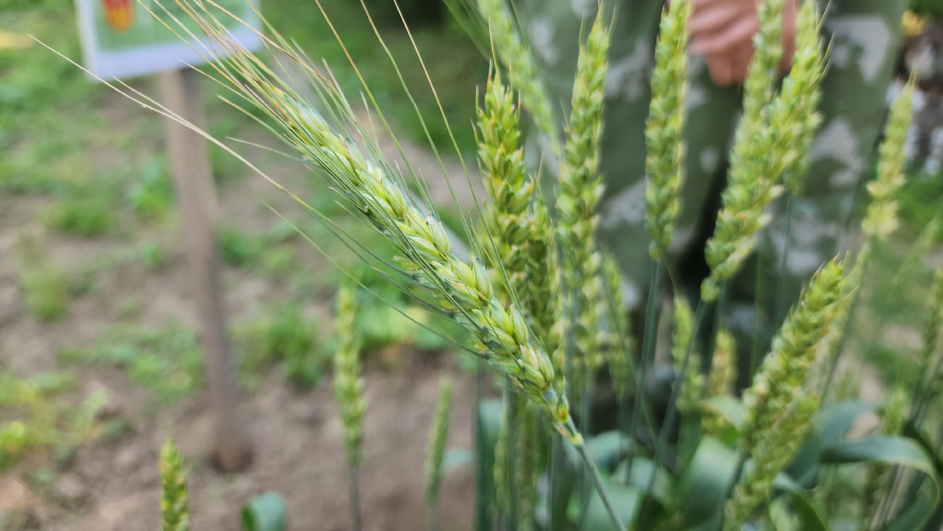 ступино, сельское хозяйство, образование,