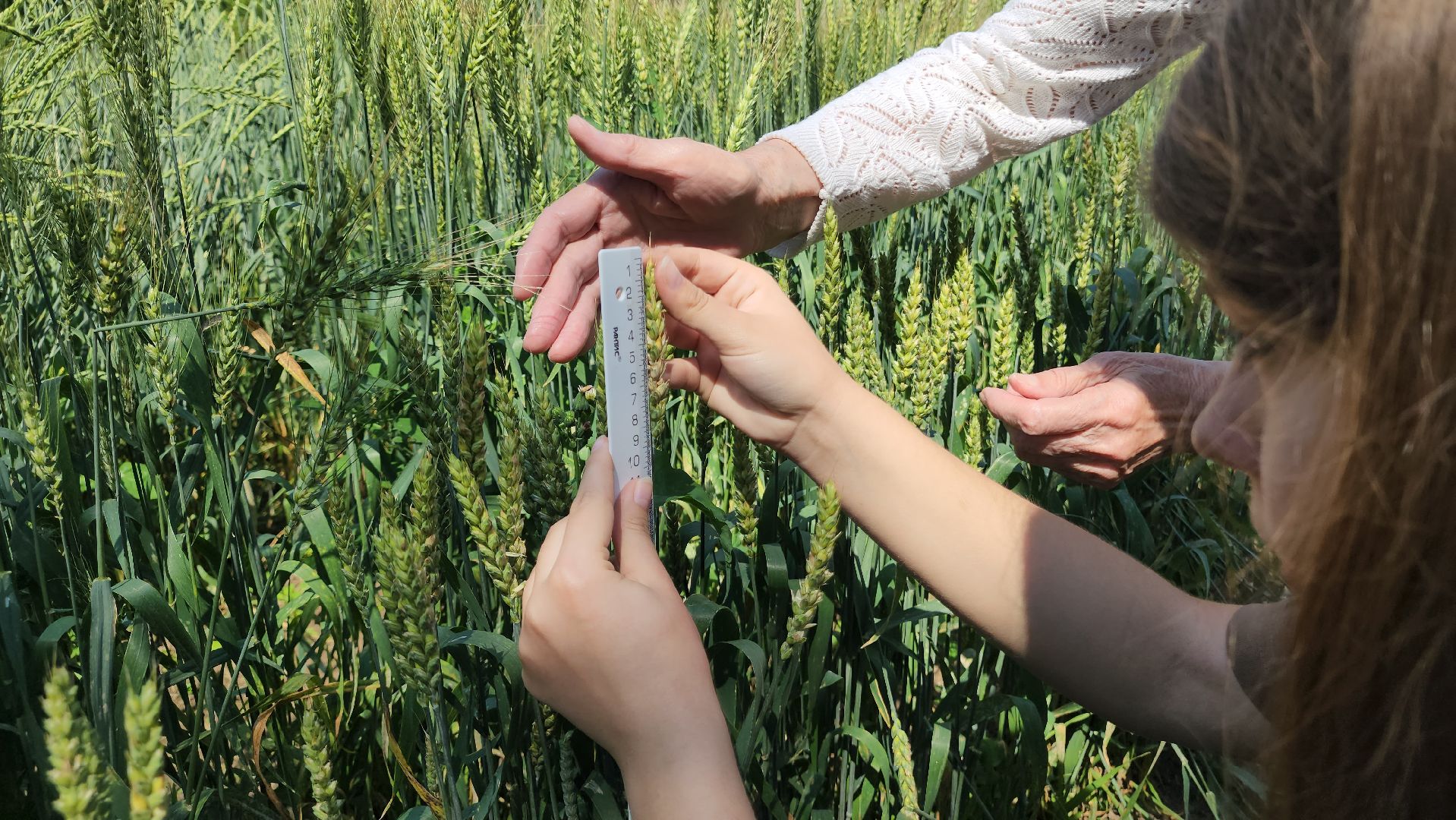 ступино, сельское хозяйство, образование,