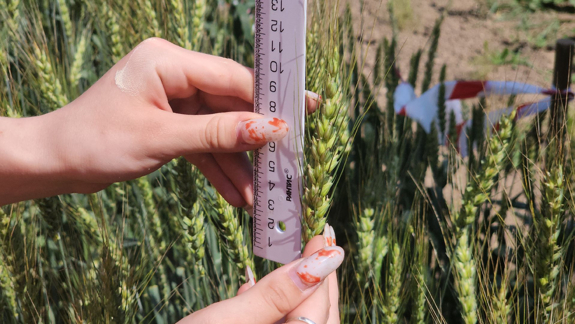 ступино, сельское хозяйство, образование,