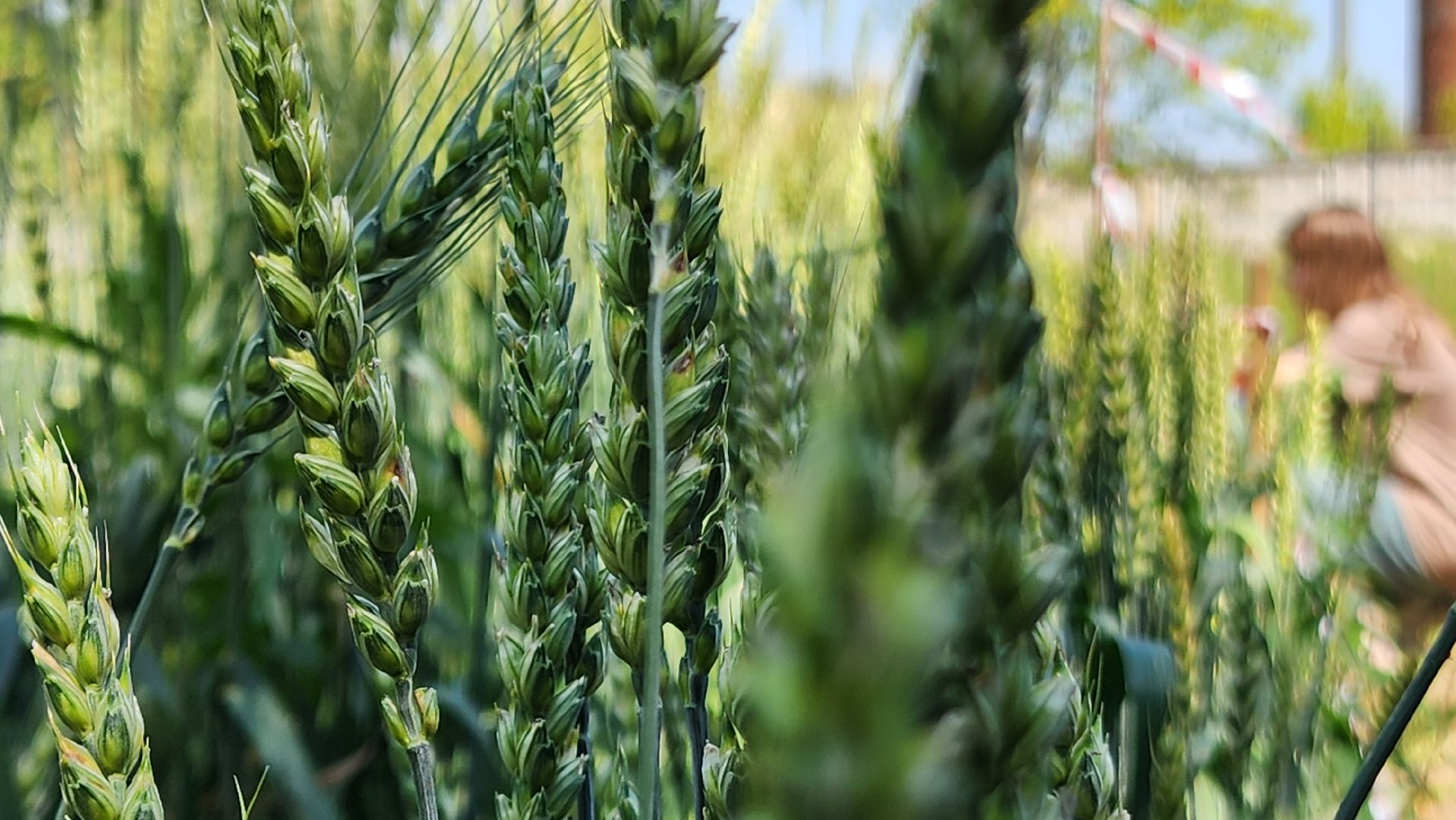 ступино, сельское хозяйство, образование,