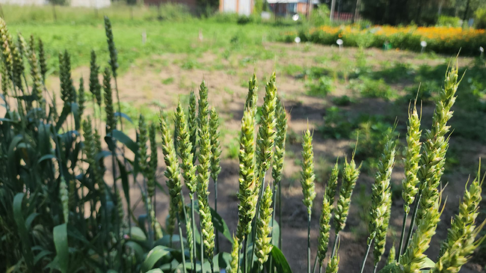 ступино, сельское хозяйство, образование,