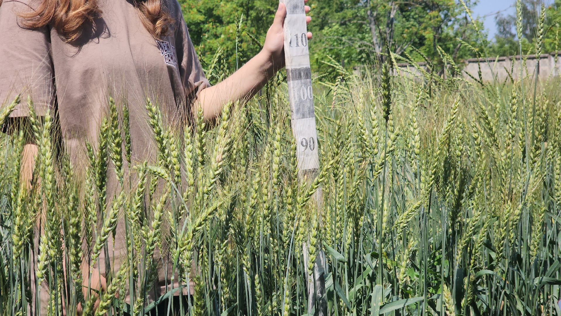ступино, сельское хозяйство, образование,