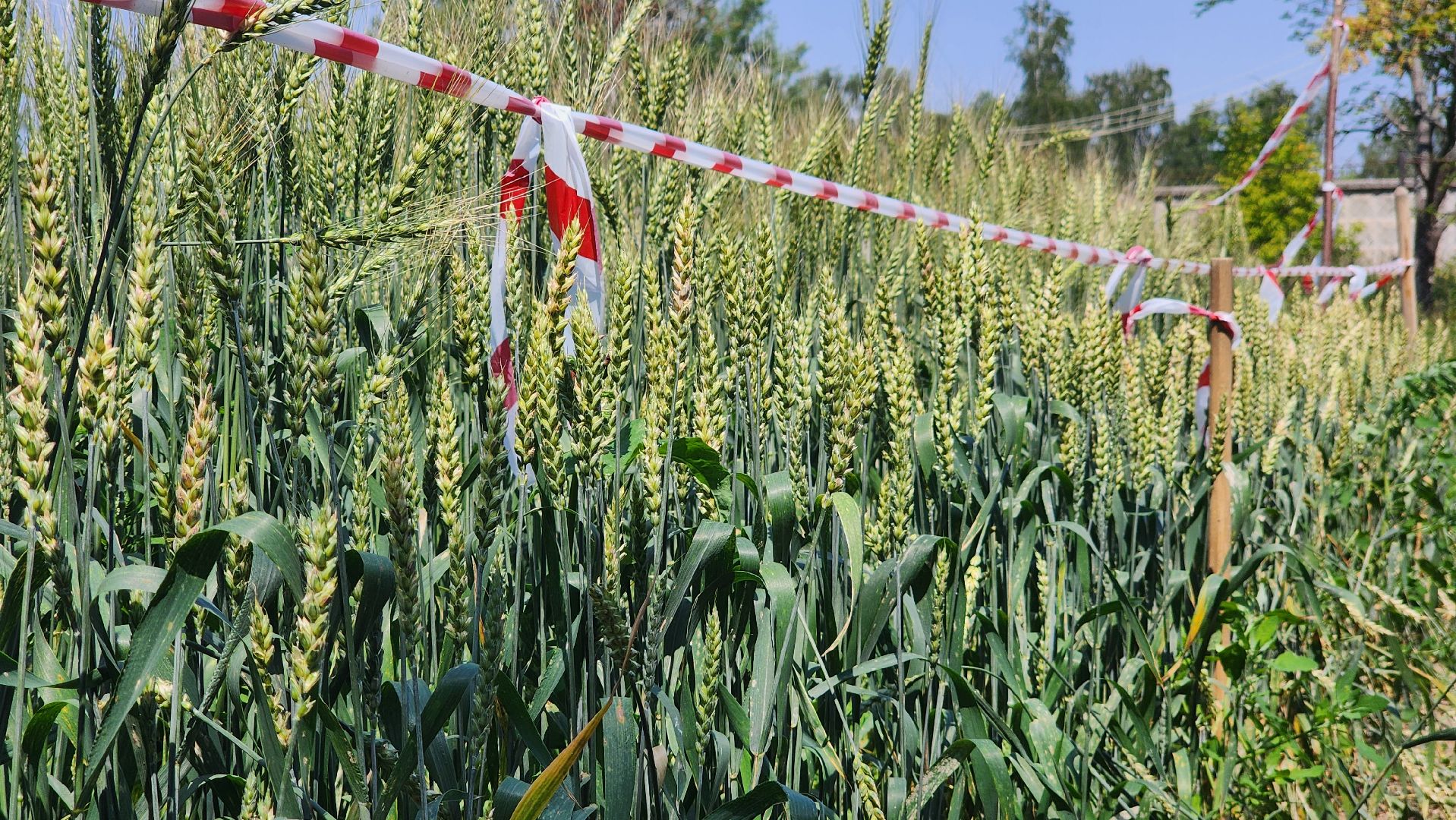 ступино, сельское хозяйство, образование,