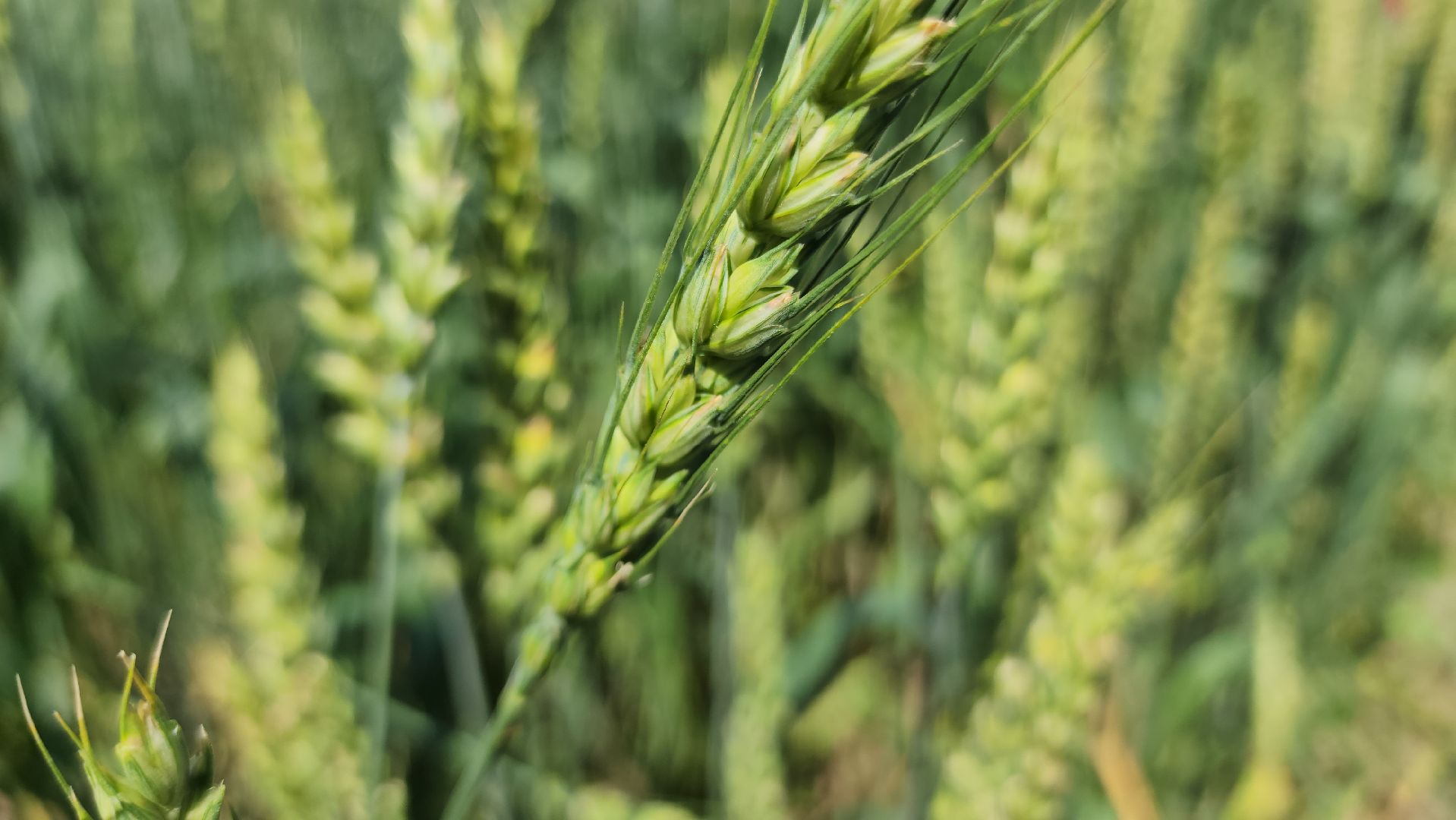 ступино, сельское хозяйство, образование,