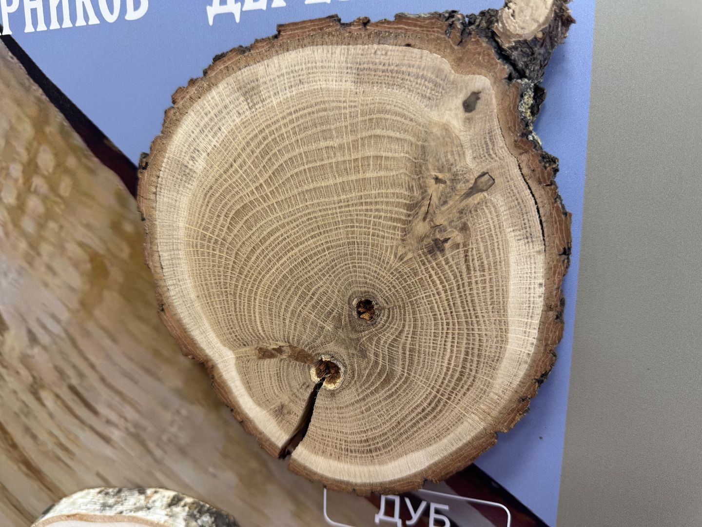 лосиный остров, балашиха, экоцентр царская охота,