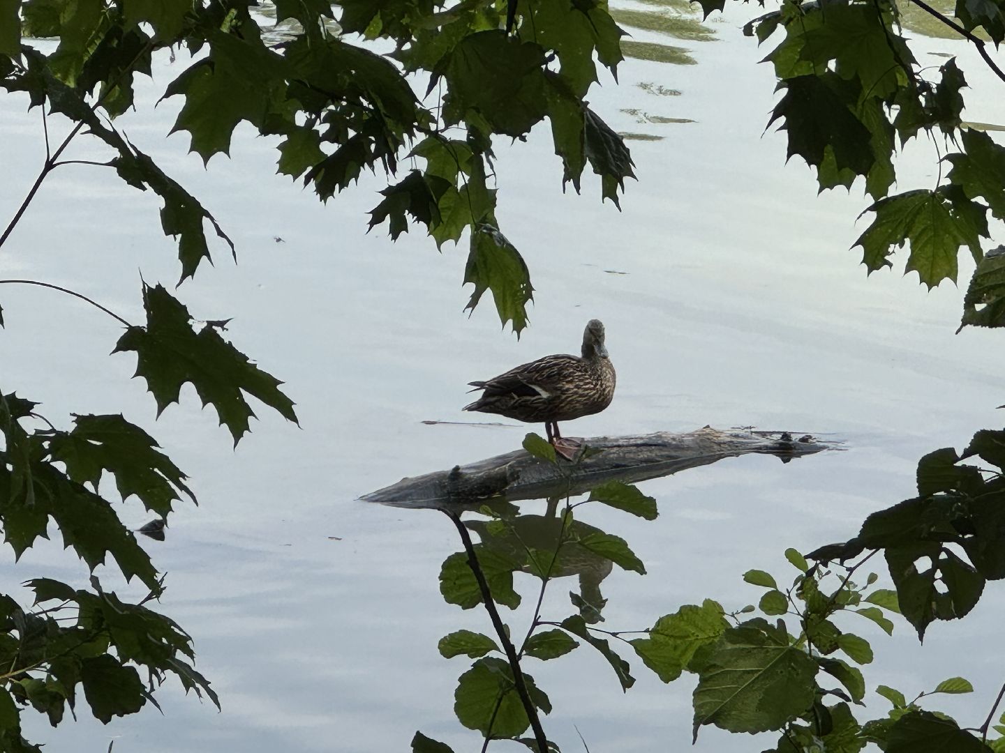 лосиный остров, балашиха, экоцентр царская охота,