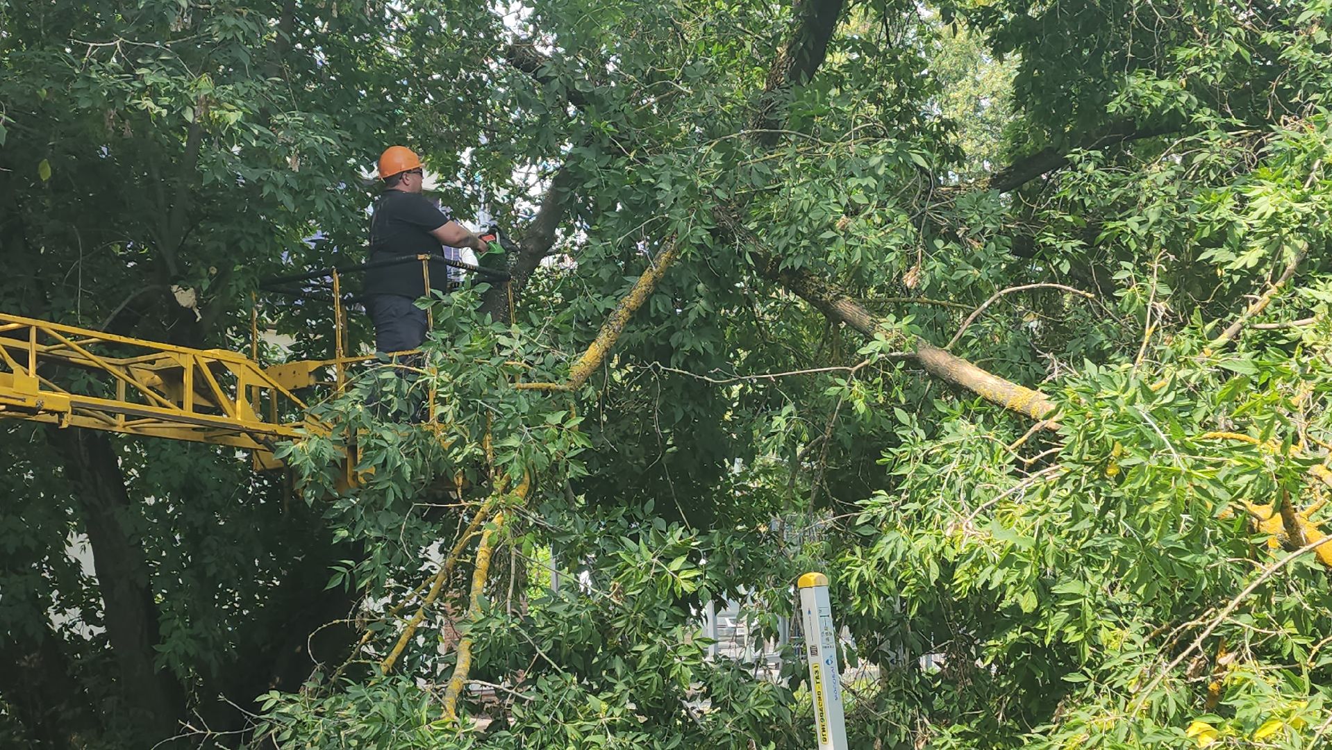 вертикалки, ивантеевка, опиловка, опилить деревья, опиловка деревьев,кронирование, коммунальная служба,