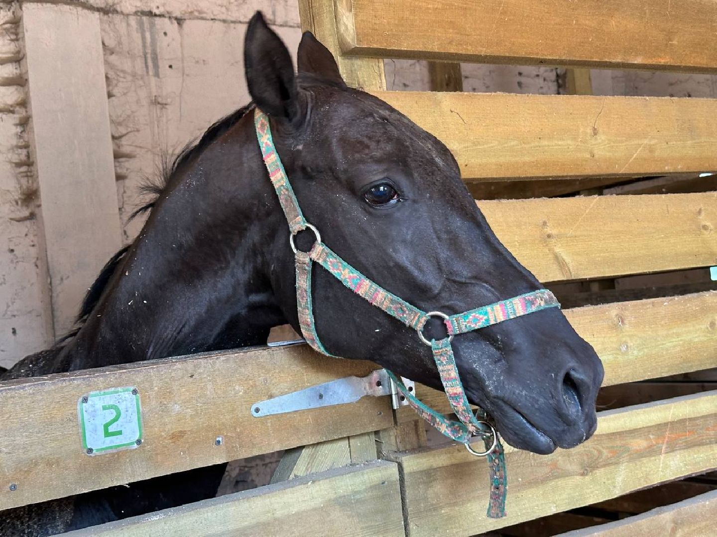 летний лагерь, домодедово, конюшня,