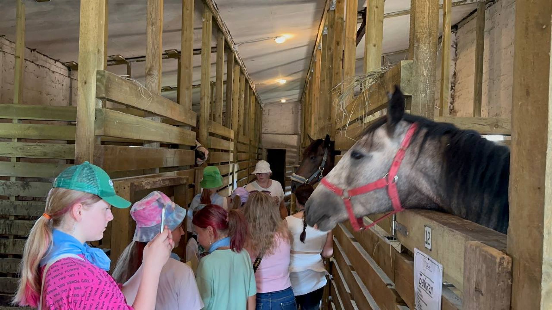 летний лагерь, домодедово, конюшня,