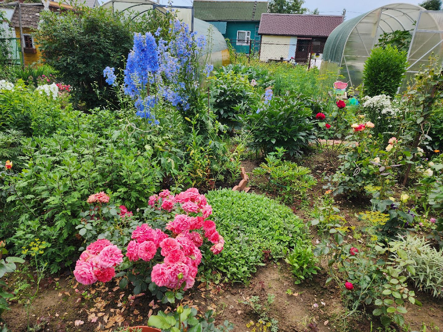 красноармейск, городской округ пушкинский, подмосковная дача, экзотические цветы,