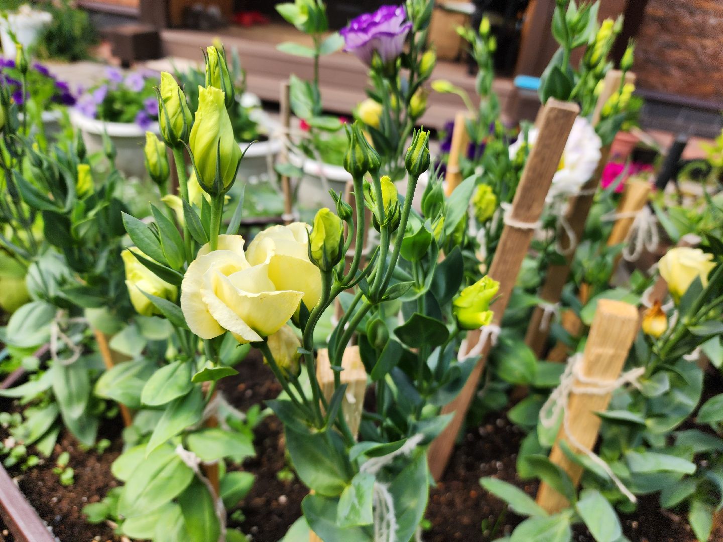 красноармейск, городской округ пушкинский, подмосковная дача, экзотические цветы,