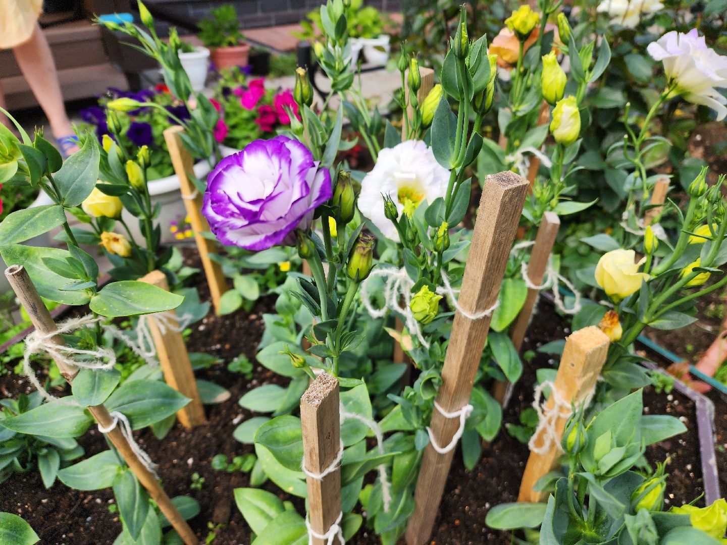 красноармейск, городской округ пушкинский, подмосковная дача, экзотические цветы,