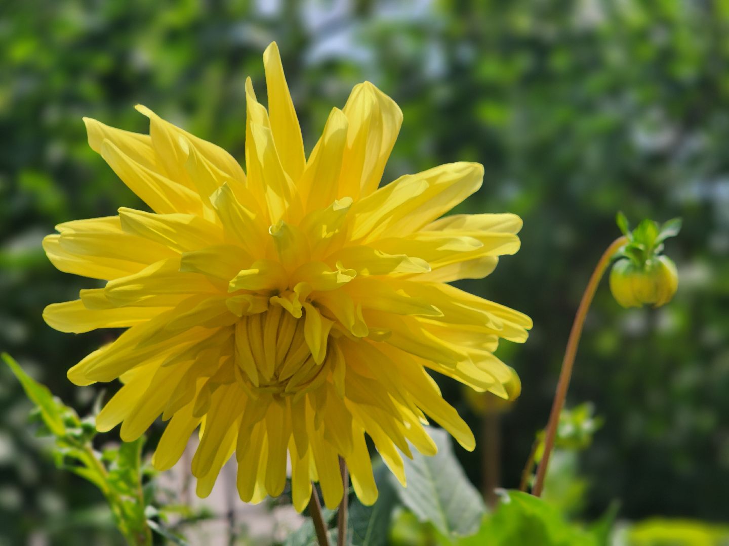 фрязино, цветники, двор-оранжерея, пенсионер, красивый подъезд,