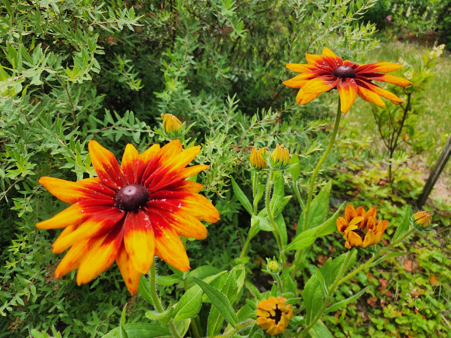 фрязино, цветники, двор-оранжерея, пенсионер, красивый подъезд,