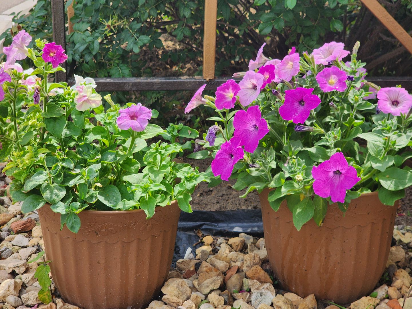 фрязино, цветники, двор-оранжерея, пенсионер, красивый подъезд,