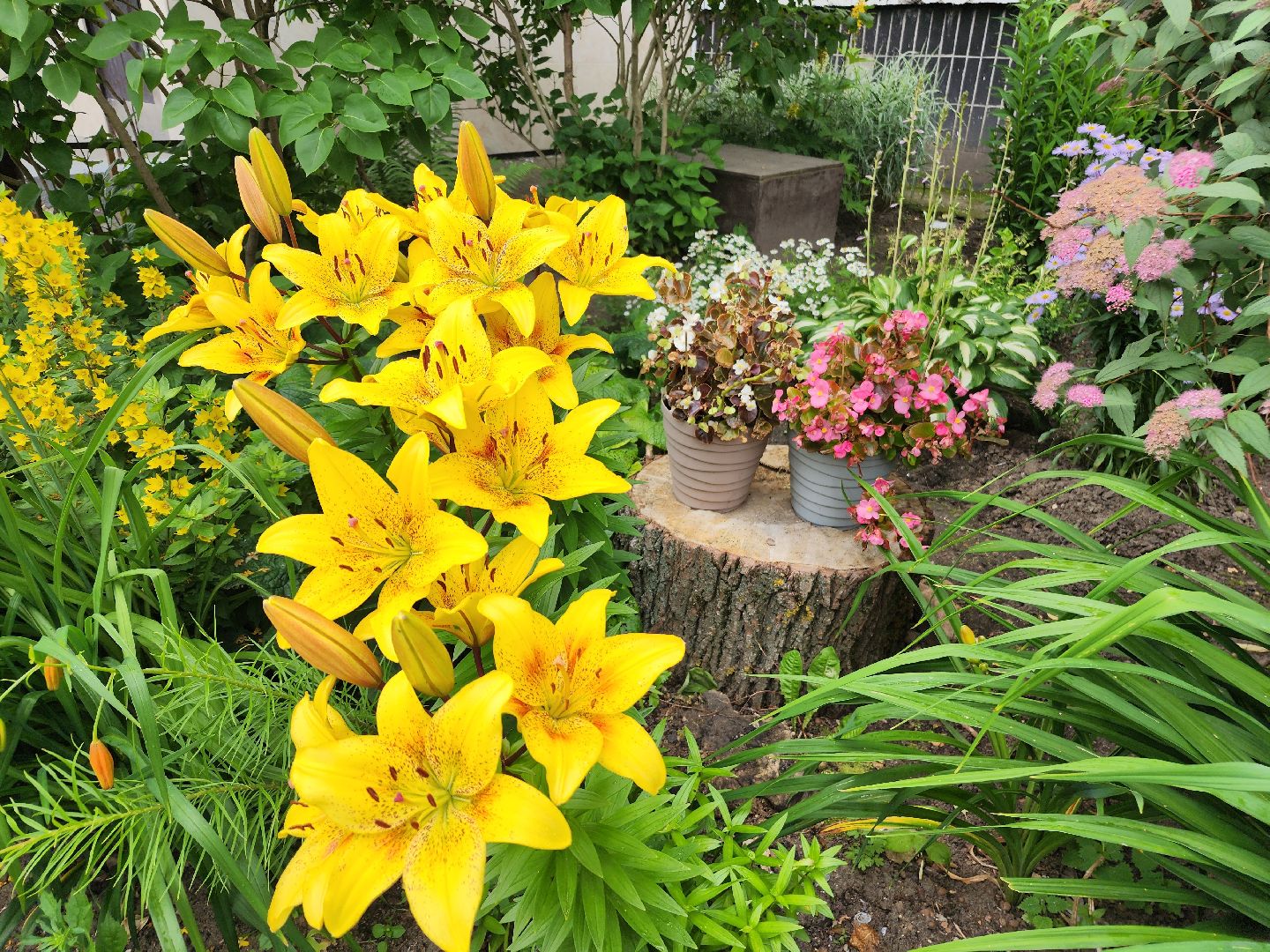 фрязино, цветники, двор-оранжерея, пенсионер, красивый подъезд,