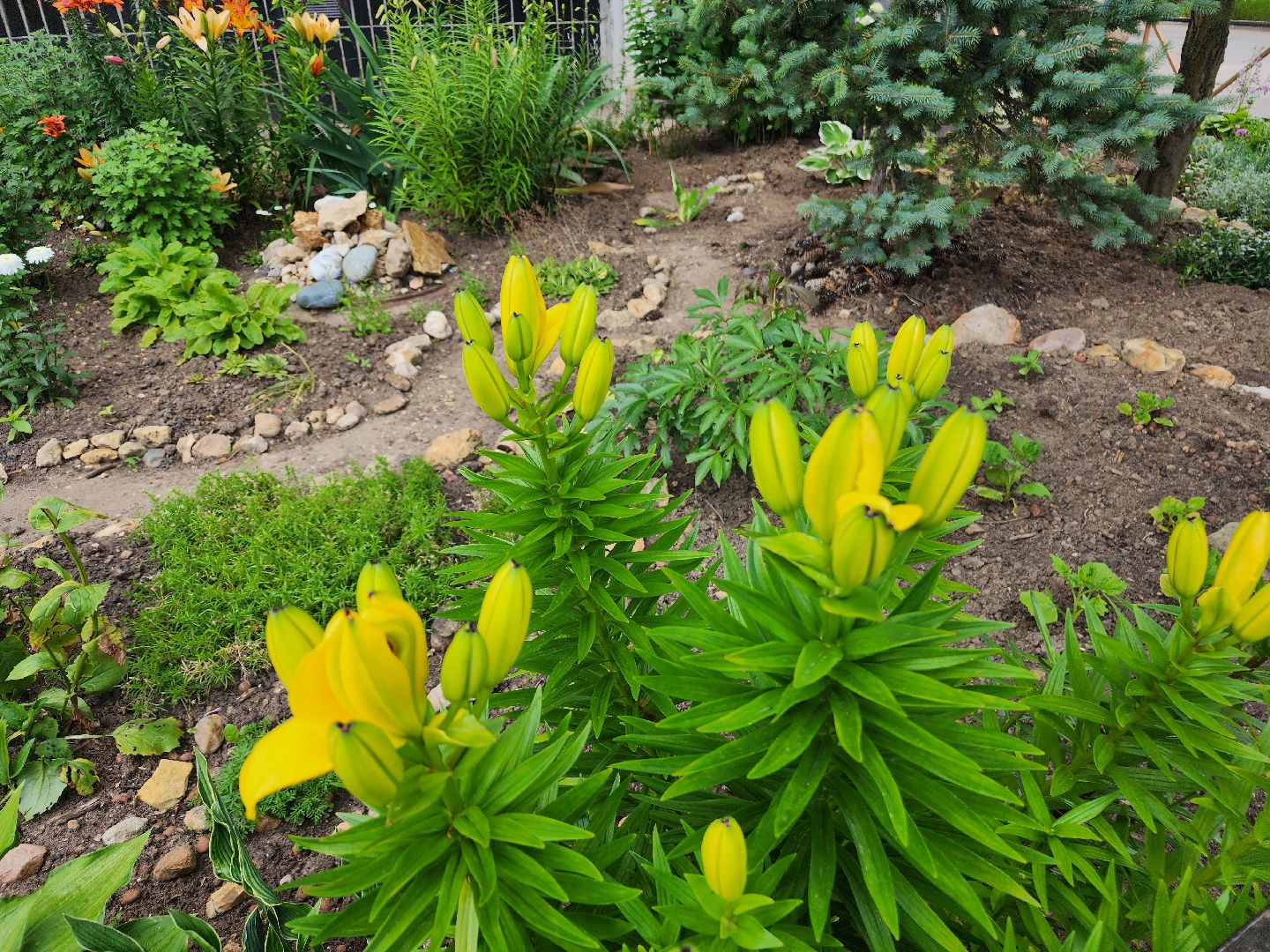 фрязино, цветники, двор-оранжерея, пенсионер, красивый подъезд,