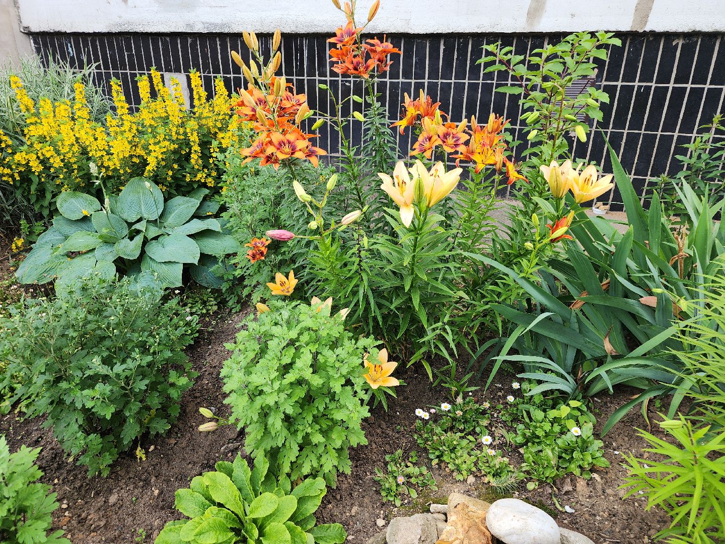 фрязино, цветники, двор-оранжерея, пенсионер, красивый подъезд,