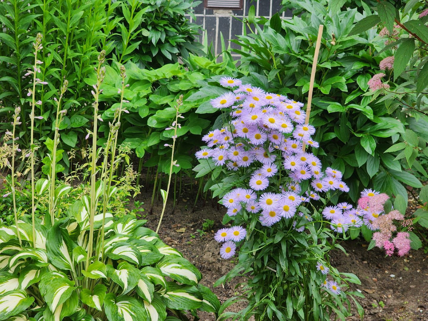 фрязино, цветники, двор-оранжерея, пенсионер, красивый подъезд,