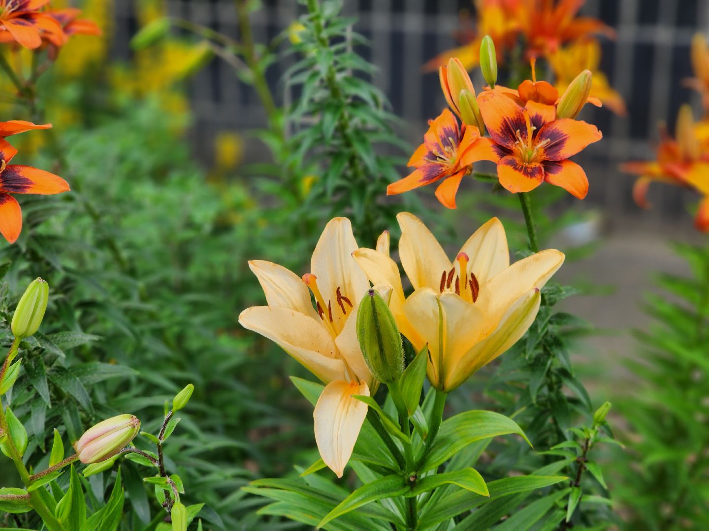 фрязино, цветники, двор-оранжерея, пенсионер, красивый подъезд,