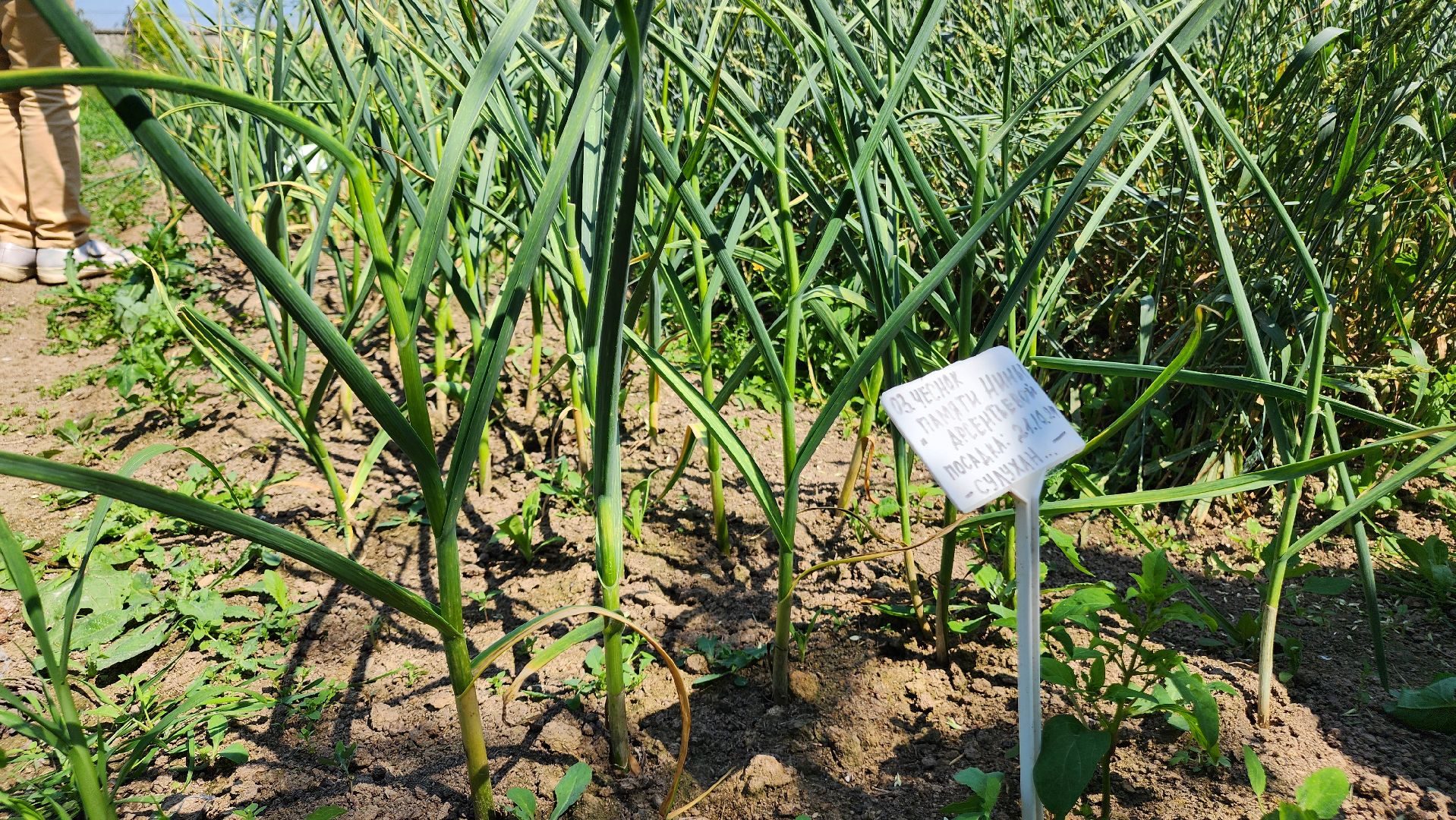 ступино, сельское хозяйство, наука, селекция, образование,