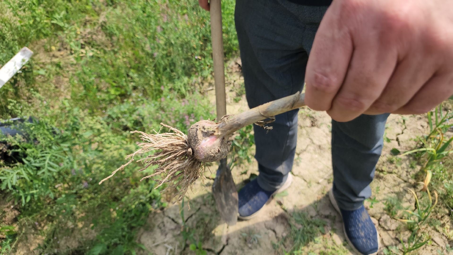 ступино, сельское хозяйство, наука, селекция, образование,