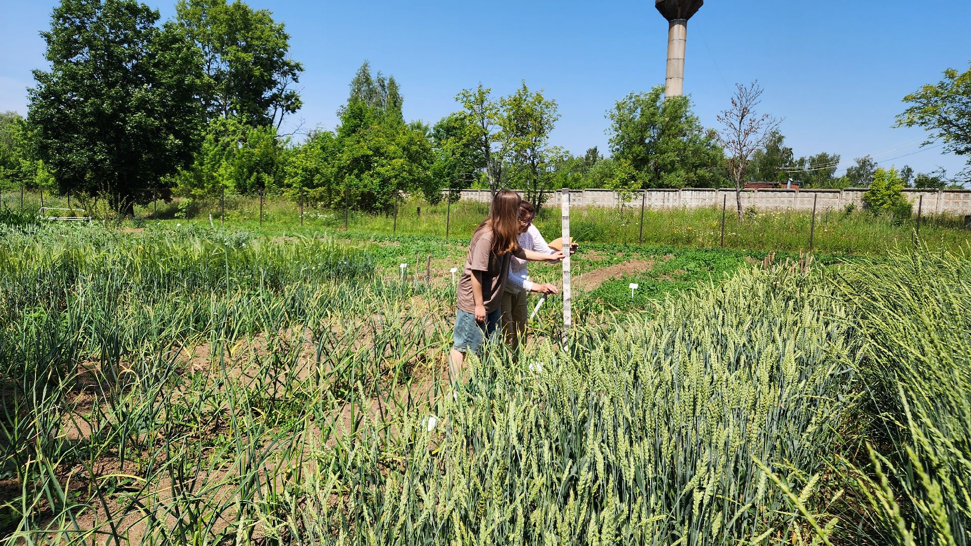 ступино, сельское хозяйство, наука, селекция, образование,