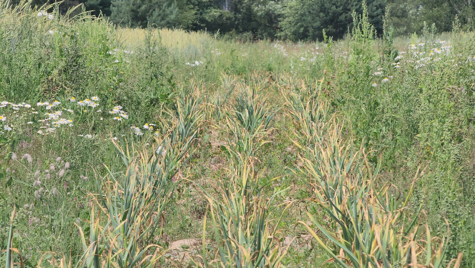 ступино, сельское хозяйство, наука, селекция, образование,