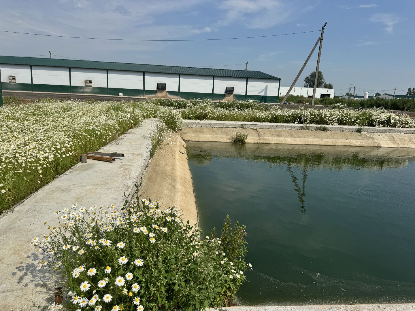 шаховская, предприятие, куры, птица,