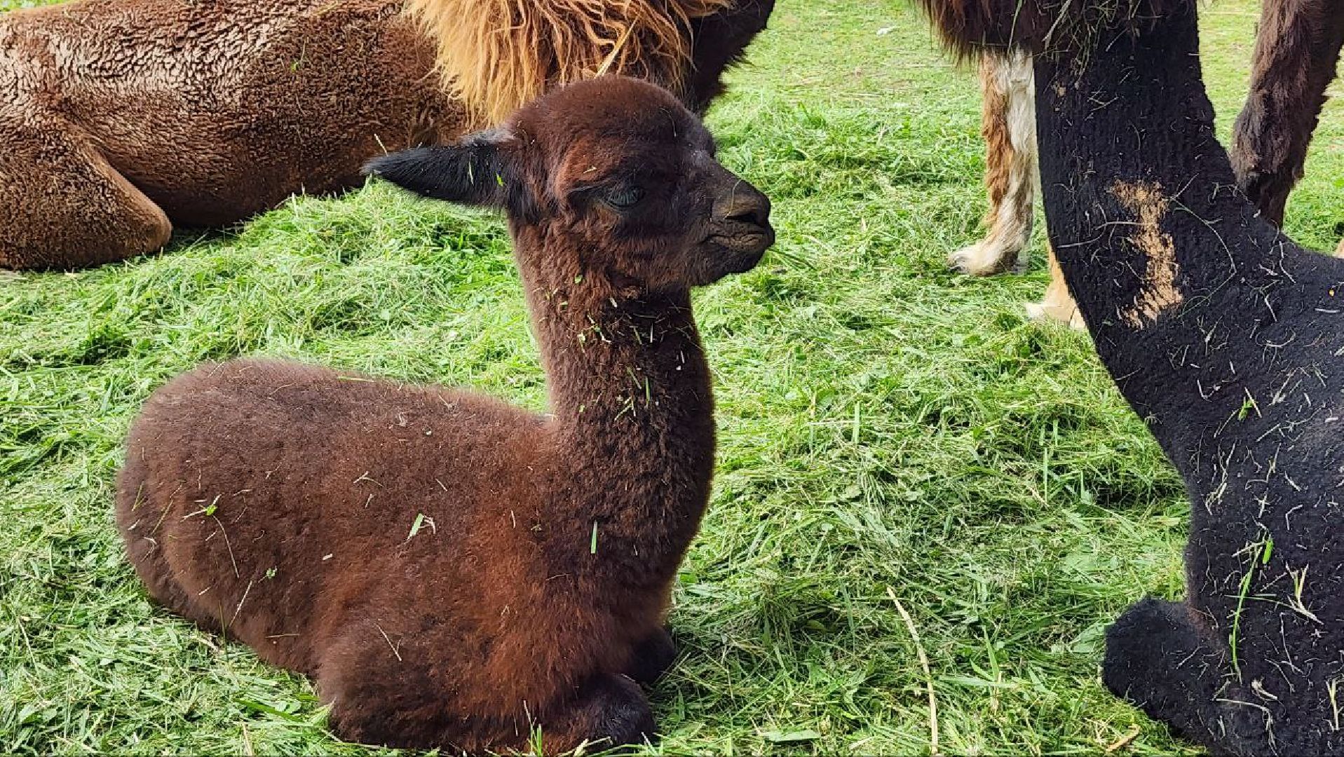 Дмитров, Экоферма , Российские альпаки, Фермеры Смирновы,Туризм,