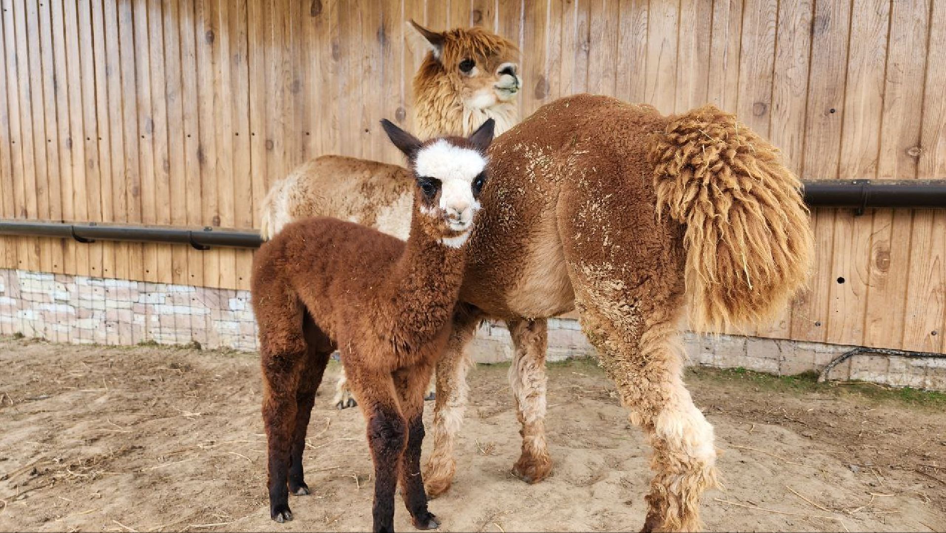 Дмитров, Экоферма , Российские альпаки, Фермеры Смирновы,Туризм,