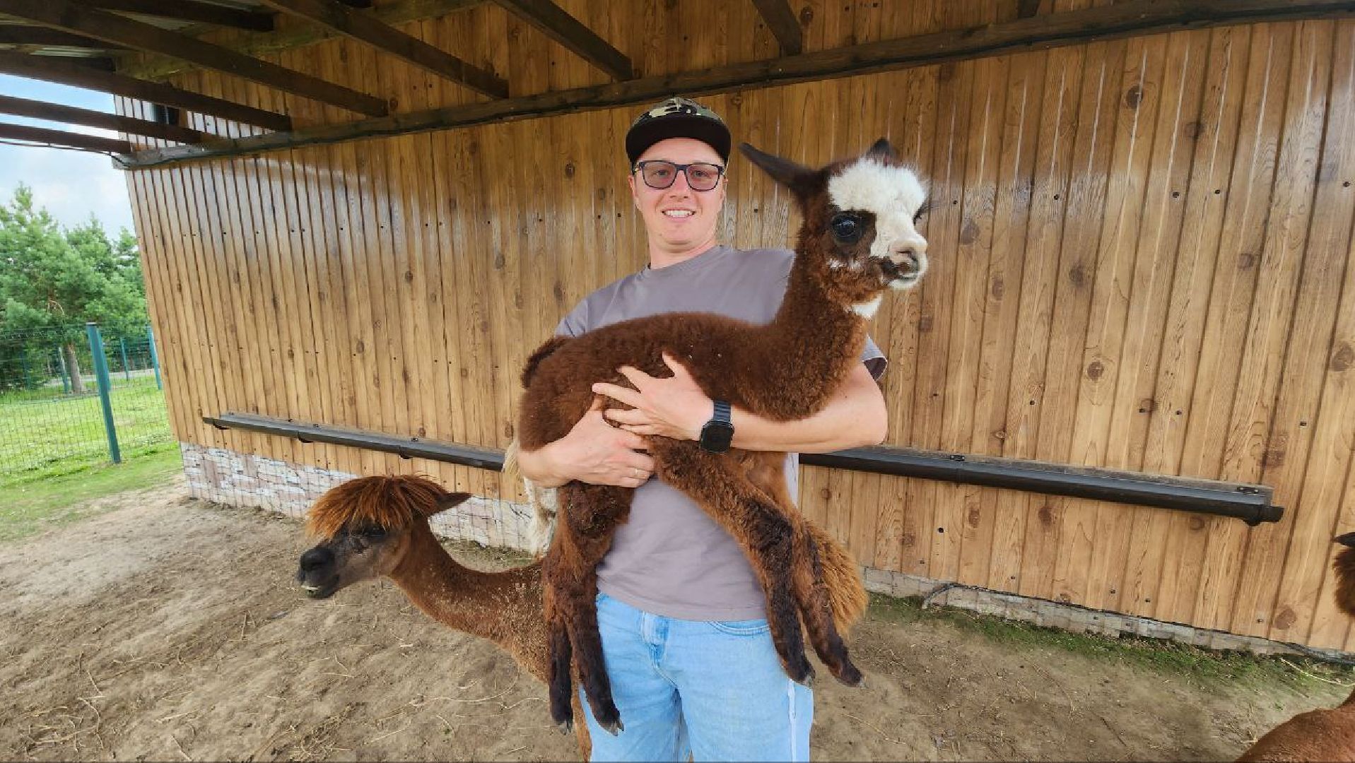 Дмитров, Экоферма , Российские альпаки, Фермеры Смирновы,Туризм,