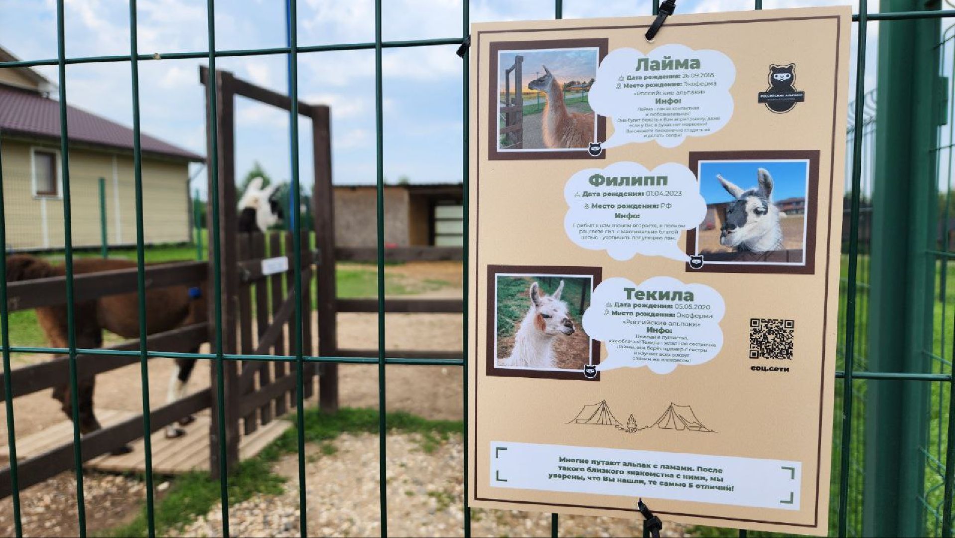 Дмитров, Экоферма , Российские альпаки, Фермеры Смирновы,Туризм,
