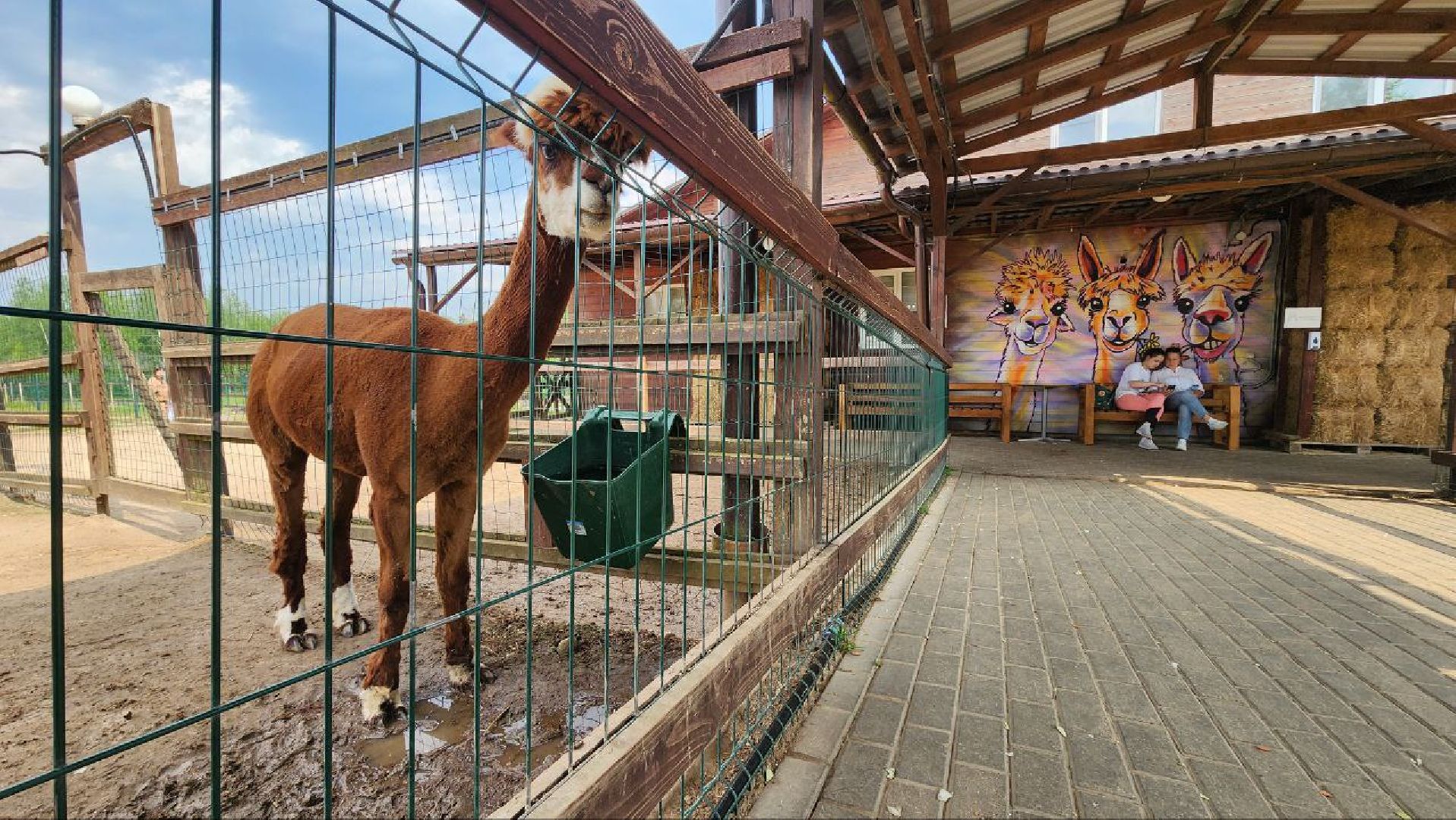 Дмитров, Экоферма , Российские альпаки, Фермеры Смирновы,Туризм,