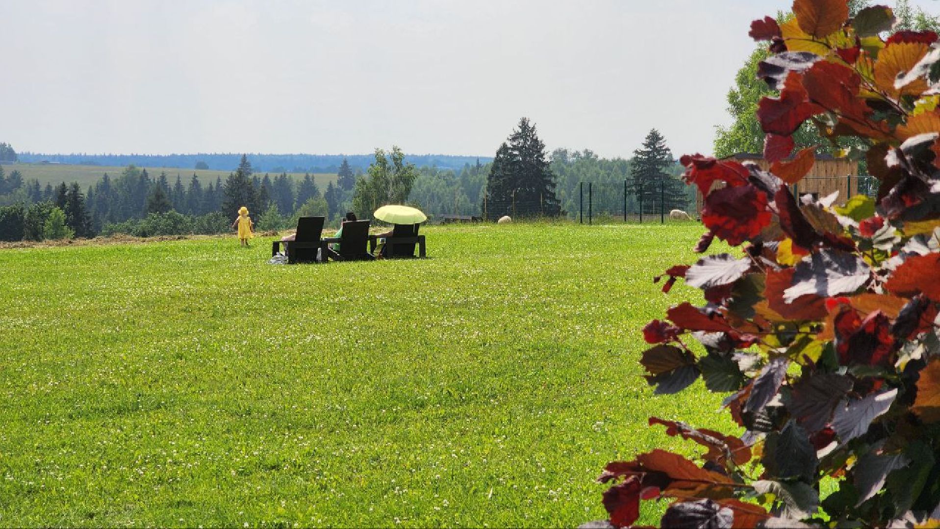 Дмитров, Экоферма , Российские альпаки, Фермеры Смирновы,Туризм,