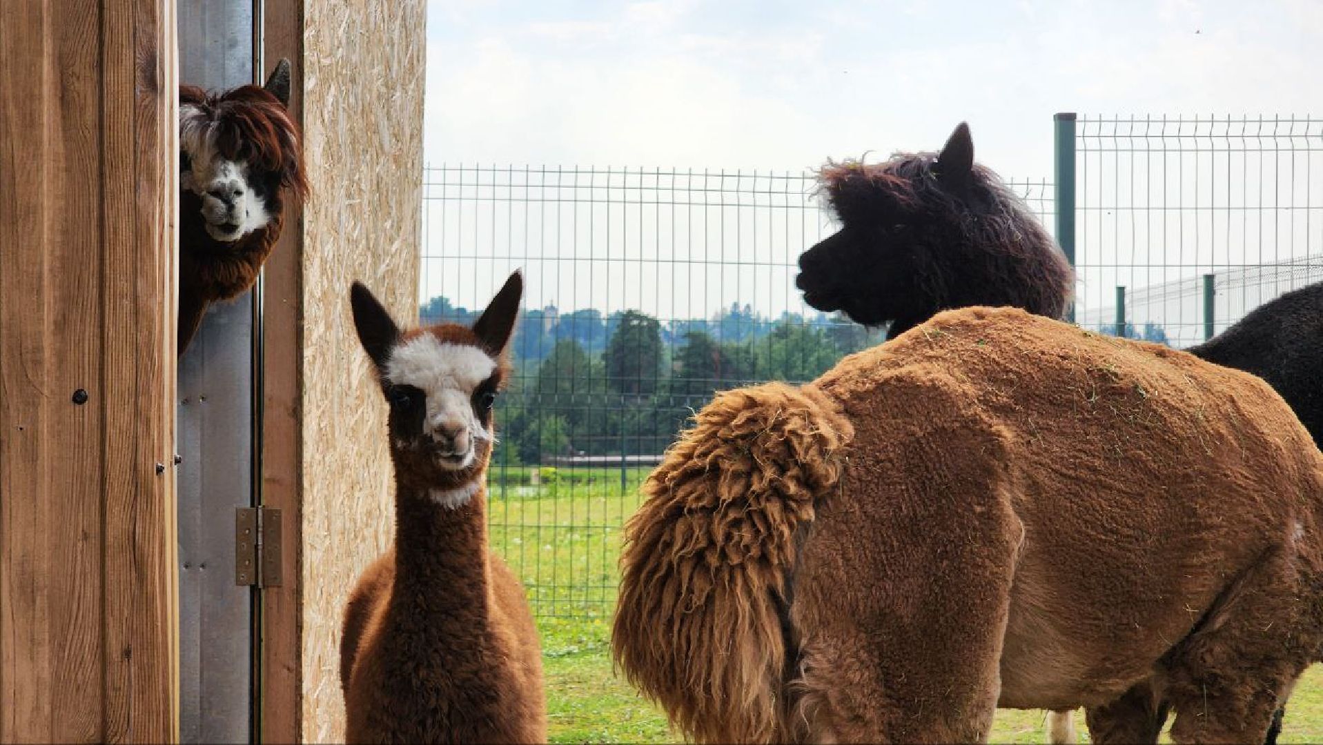 Дмитров, Экоферма , Российские альпаки, Фермеры Смирновы,Туризм,