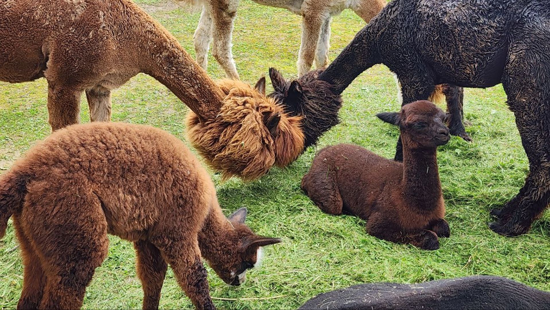 Дмитров, Экоферма , Российские альпаки, Фермеры Смирновы,Туризм,