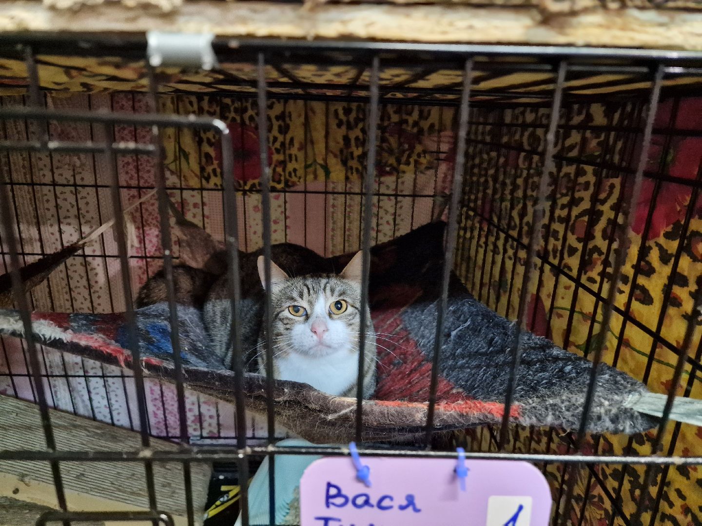Дубна, Волонтеры, ПриюткошекЛеопольд,