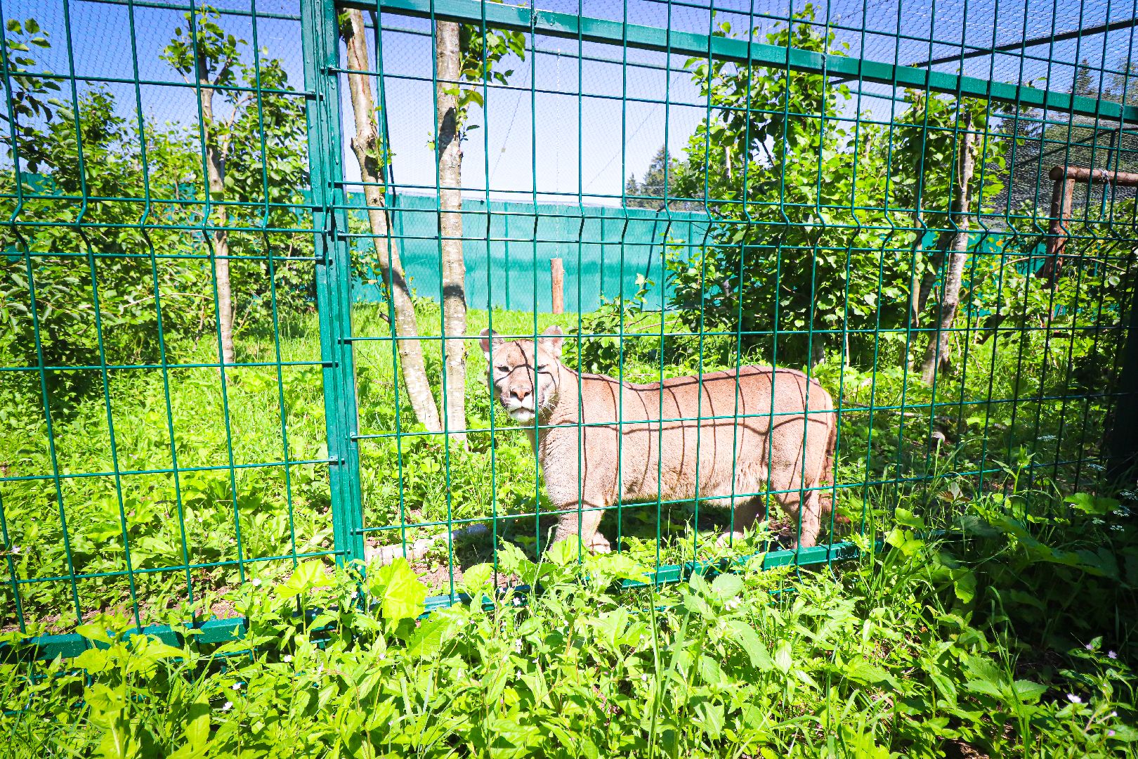 клин, общество, животные, туризм,