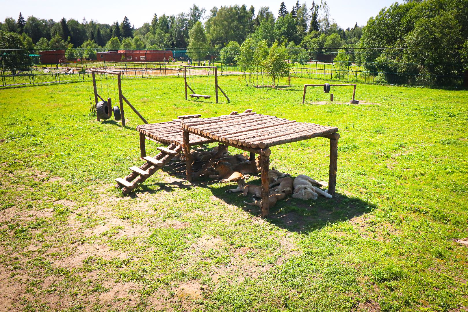 клин, общество, животные, туризм,