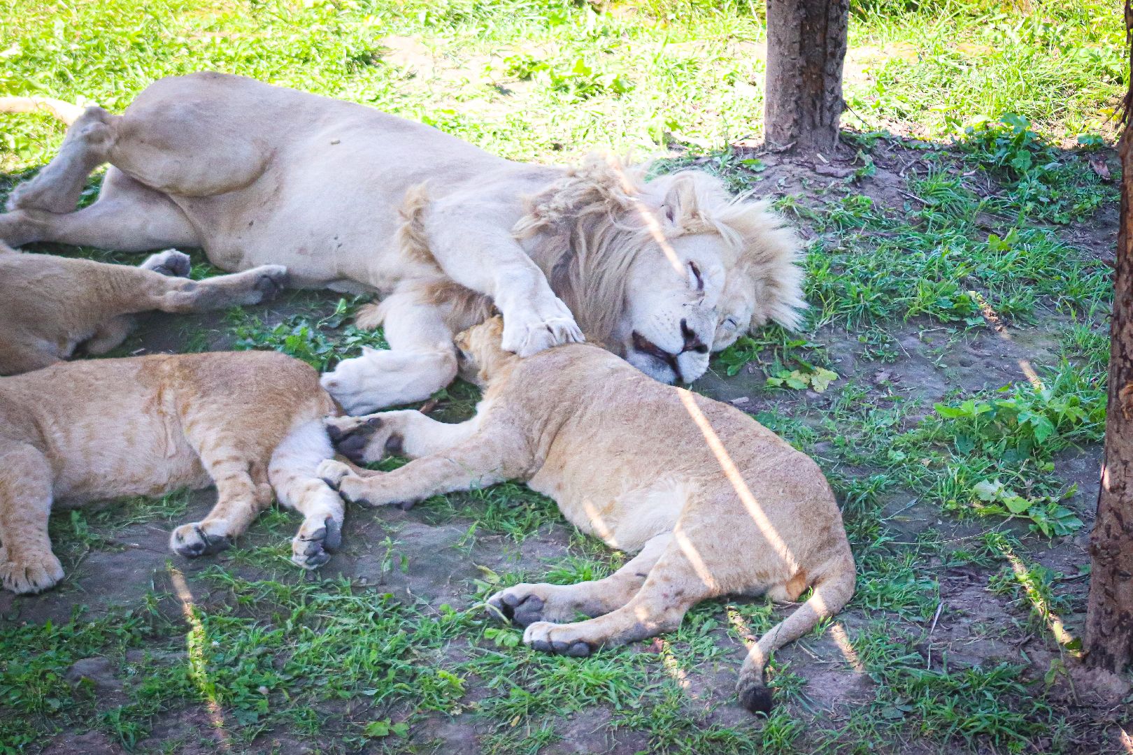 клин, общество, животные, туризм,