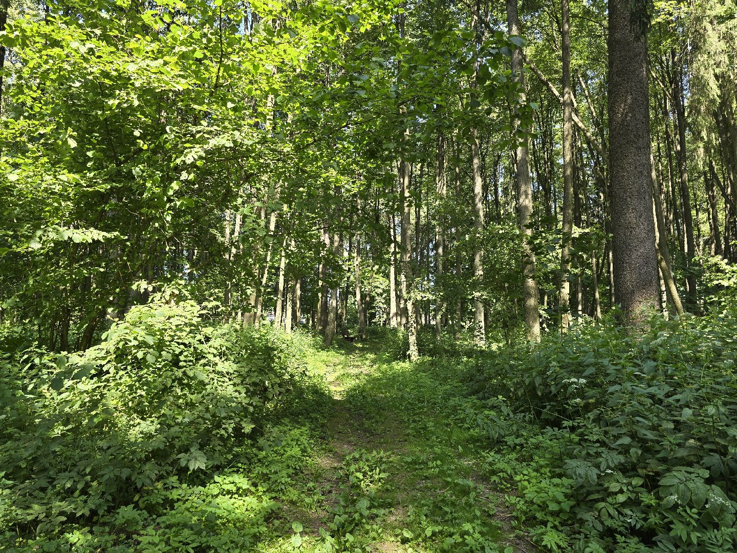 Можайск, Можайский муниципальный округ, Подмосковье, Отдых, Лето, Зоны отдыха, Парк памяти, Общество ,